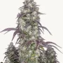 Семена конопли LEMON PIE Auto от Fast Buds